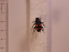 Nicrophorus interruptus