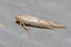 Haplochrois bipunctella