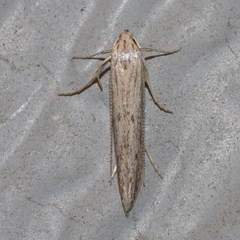 Haplochrois bipunctella