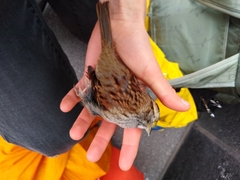 Zonotrichia albicollis