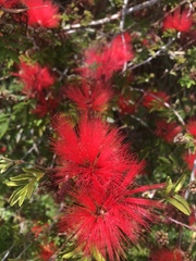 Calliandra tweediei
