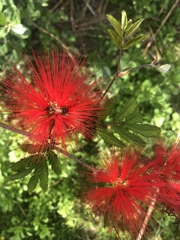 Calliandra tweediei