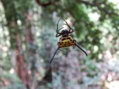 Gasteracantha dalyi