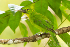 Chloropsis sonnerati