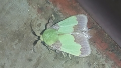 Aergina hilaris