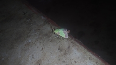 Aergina hilaris