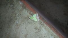Aergina hilaris