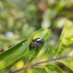 Salticidae