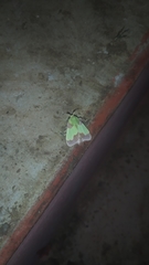 Aergina hilaris