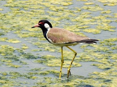 Vanellus indicus