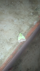 Aergina hilaris