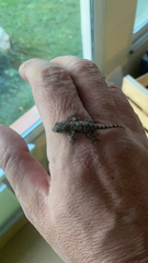 Tarentola mauritanica