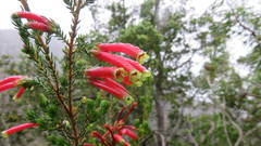 Erica versicolor