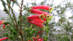 Erica versicolor