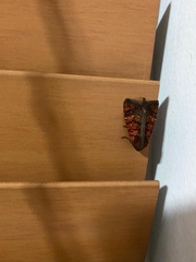Noctuoidea