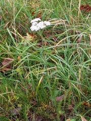 Achillea millefolium