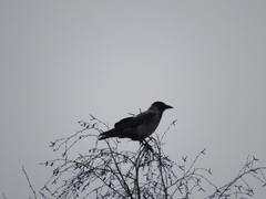 Corvus cornix