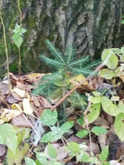 Picea abies