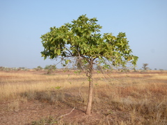 Morinda pubescens