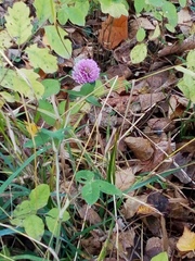Trifolium pratense