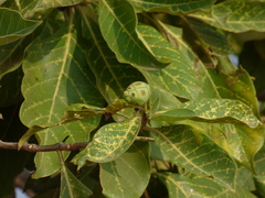 Morinda pubescens
