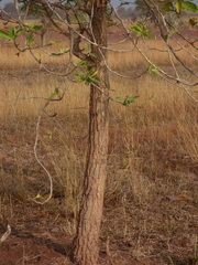 Morinda pubescens