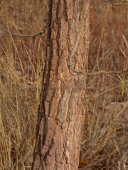 Morinda pubescens