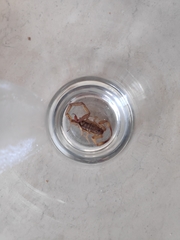 Centruroides tecomanus