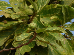 Morinda pubescens