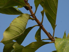 Morinda pubescens