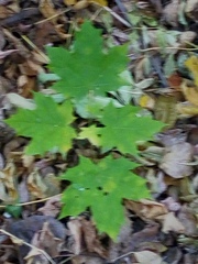 Acer platanoides