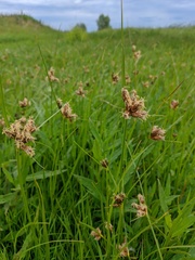Bolboschoenus planiculmis