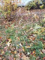 Dactylis glomerata