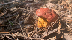 Butyriboletus regius