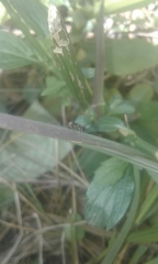 Synemosyna aurantiaca