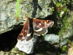 Pyrausta porphyralis