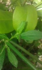 Synemosyna aurantiaca