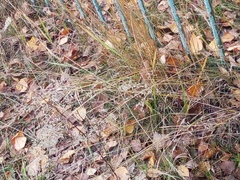 Poaceae