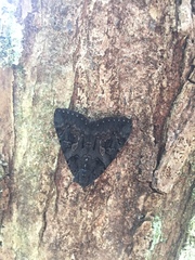 Catocala antinympha