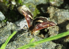 Pyrausta porphyralis