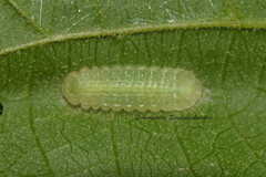 Mahathala ameria