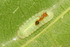 Mahathala ameria
