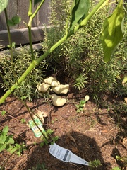 Leucocoprinus birnbaumii