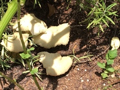 Leucocoprinus birnbaumii