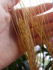 Triticum aestivum
