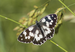Melanargia galathea