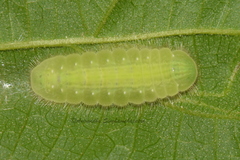 Mahathala ameria