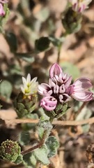 Lessingia tenuis