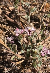 Lessingia tenuis