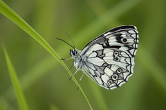 Melanargia galathea